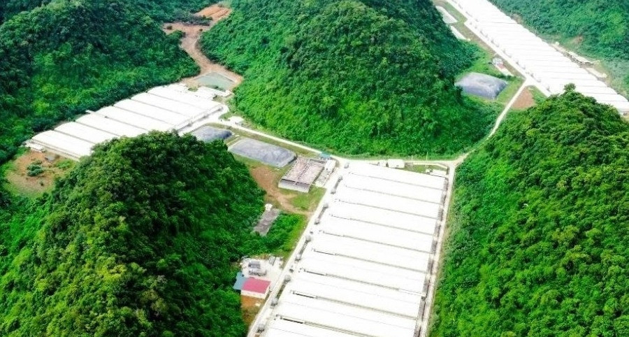 5 người tử vong trong vụ tai nạn tại trang trại lợn ở Thanh Hóa缩略图 5 người tử vong trong vụ tai nạn tại trang trại lợn ở Thanh Hóa