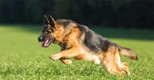 5.000 người ở Hà Nội phải đi khám, điều trị dự phòng bệnh dại mỗi tháng