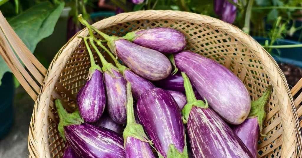 Cà tím, thực phẩm vàng giúp kiểm soát đường huyết