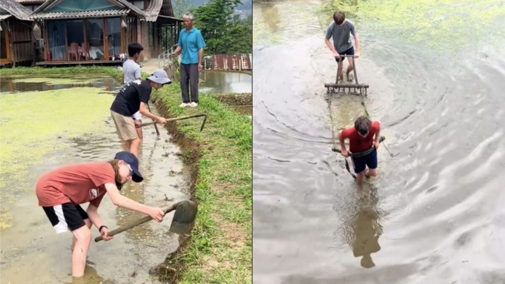 Cảnh khách Tây &amp;apos;kéo bừa thay trâu&amp;apos; trên ruộng bậc thang ở Lào Cai gây sốt