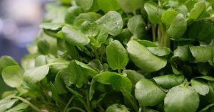 Cây rau nước Mỹ chấm 10 điểm được bán đầy chợ từ 10.000 đ/kg, trồng 45 ngày cho thu hoạch, thành đặc sản tốt cho sức khỏe