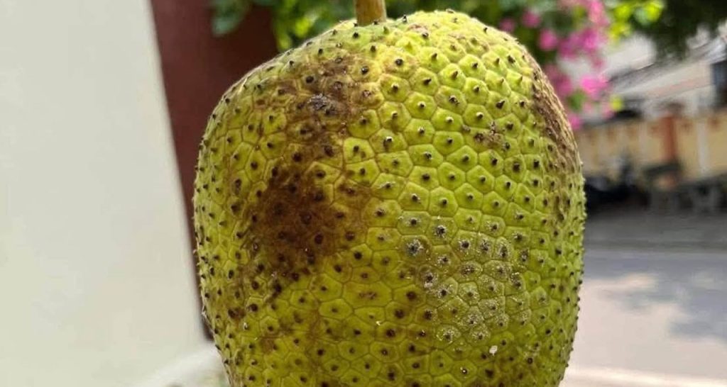 Loài cây cho quả ăn thay cơm nhưng lá mới nhiều dược chất