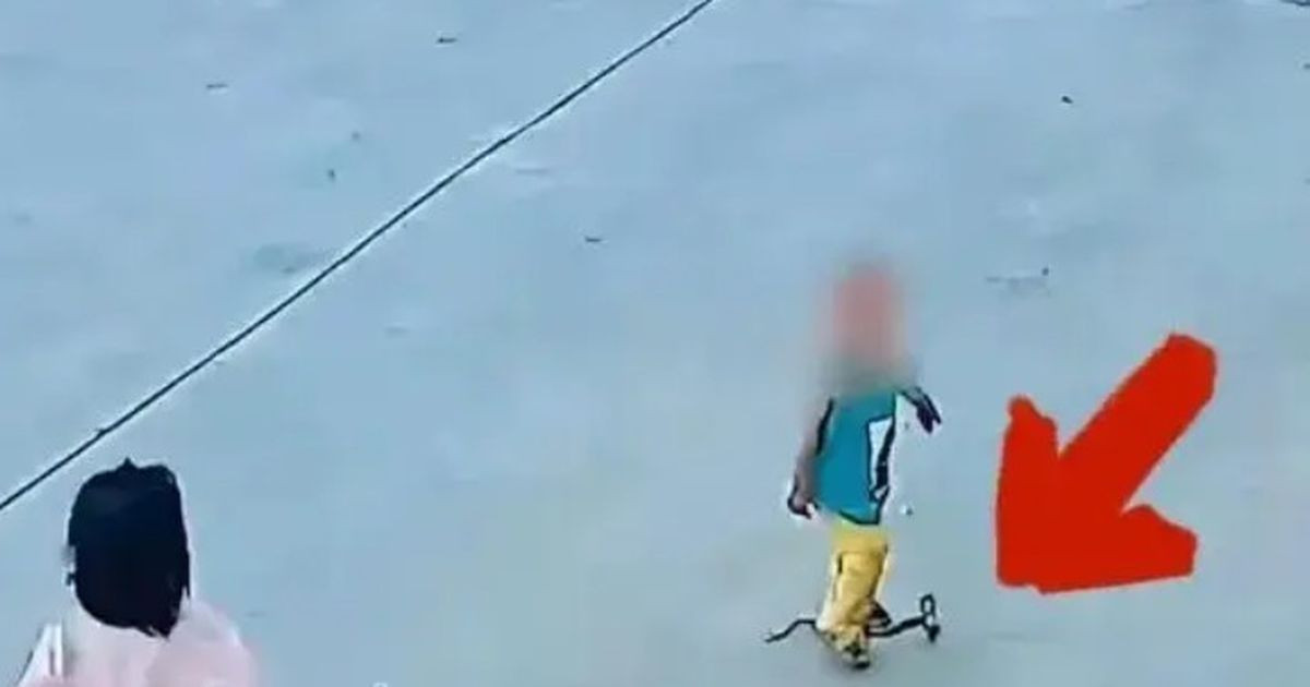 Rắn hổ xòe mang sau khi bị hai đứa trẻ giẫm trúng liên tiếp, đoạn camera 10 giây khiến hàng triệu người xem lạnh gáy