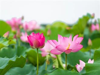 Đúng thứ Năm 20/8/2026, 3 con giáp &amp;apos;ăn trọn lộc trời&amp;apos;, trúng số độc đắc đổi vận, sự nghiệp thăng hoa