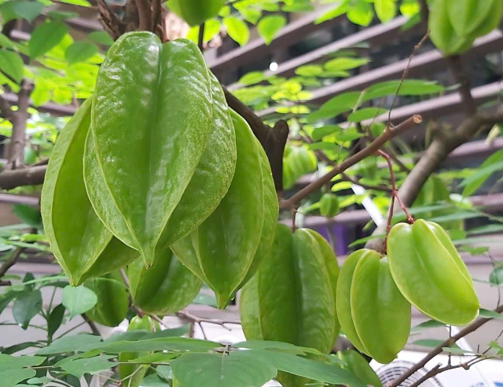 Ăn khế giảm mỡ máu, kiểm soát đường huyết