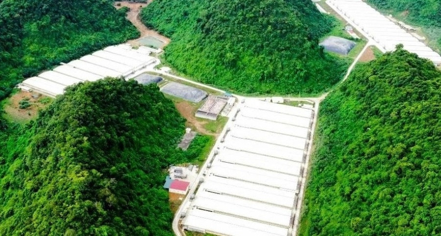 Khởi tố vụ án 5 người tử vong tại trại lợn ở Thanh Hóa