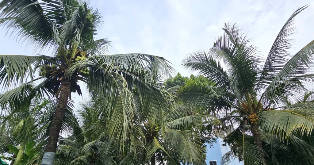 Nghi án chồng giết vợ rồi trèo lên cây dừa trốn