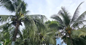 Nghi án chồng giết vợ rồi trèo lên cây dừa trốn