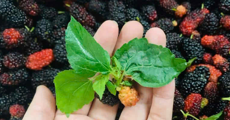 Loại lá quen thuộc được dùng để thanh nhiệt, giảm ho