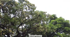 Hà Nội yêu cầu cắt tỉa ngay hoa sữa vì mùi quá nồng