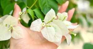 Nỗi ám ảnh của người vợ mỗi khi được chồng... ôm
