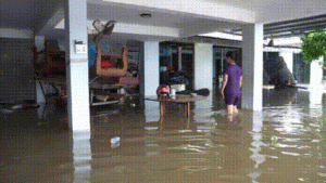 Nước ngập tràn vào nhà, người dân ở Quảng Ngãi bế lợn chạy lũ