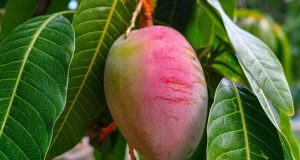 Tác dụng với huyết áp của quả xoài